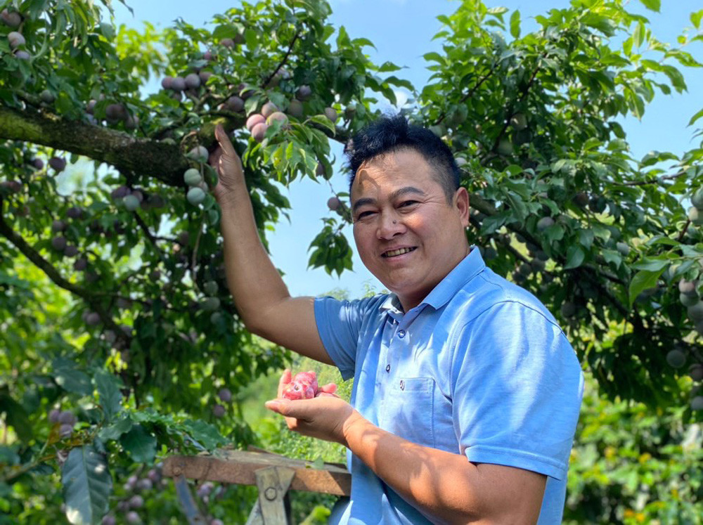 Man chin do o vua trai cay lon nhat mien Bac-Hinh-4