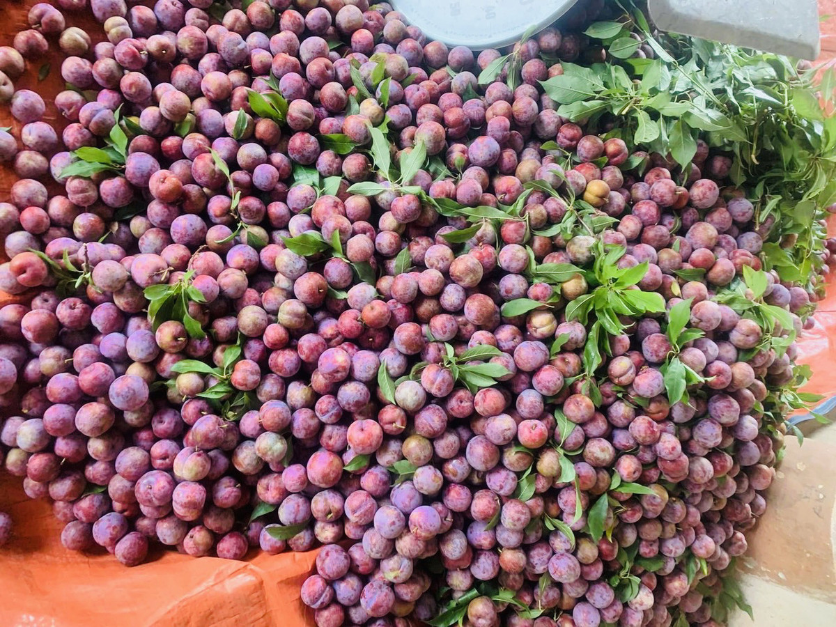 Man chin do o vua trai cay lon nhat mien Bac-Hinh-2