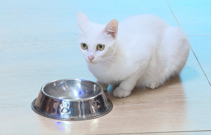 Thu vi voi cach nuoi meo cua nguoi dan dao ngoc Phu Quoc-Hinh-8