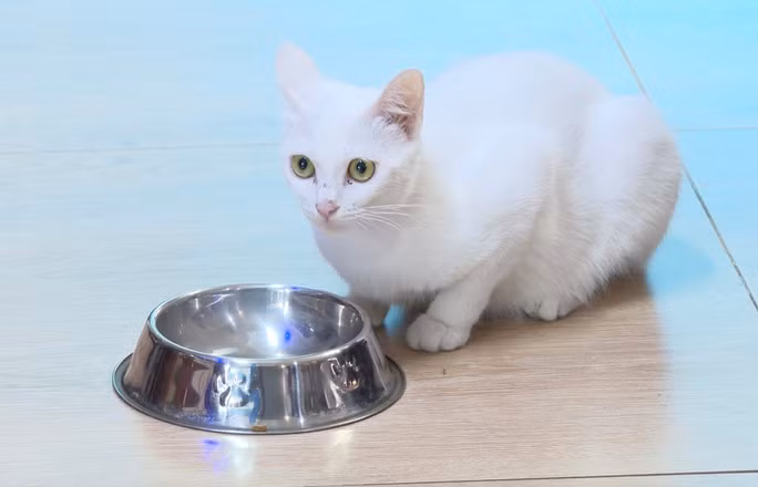 Thu vi voi cach nuoi meo cua nguoi dan dao ngoc Phu Quoc-Hinh-8