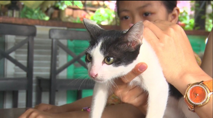 Thu vi voi cach nuoi meo cua nguoi dan dao ngoc Phu Quoc-Hinh-7