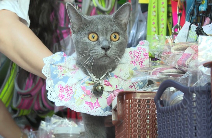 Thu vi voi cach nuoi meo cua nguoi dan dao ngoc Phu Quoc-Hinh-11