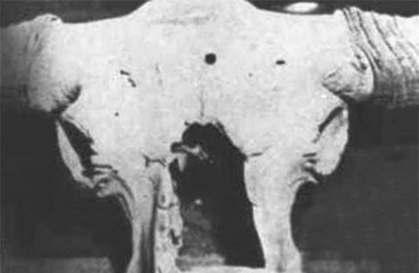 Tại sao lại có lỗ đạn xuất hiện trên các hộp sọ tiền sử? ảnh 6 Tại sao lại có lỗ đạn xuất hiện trên các hộp sọ tiền sử? ảnh 6