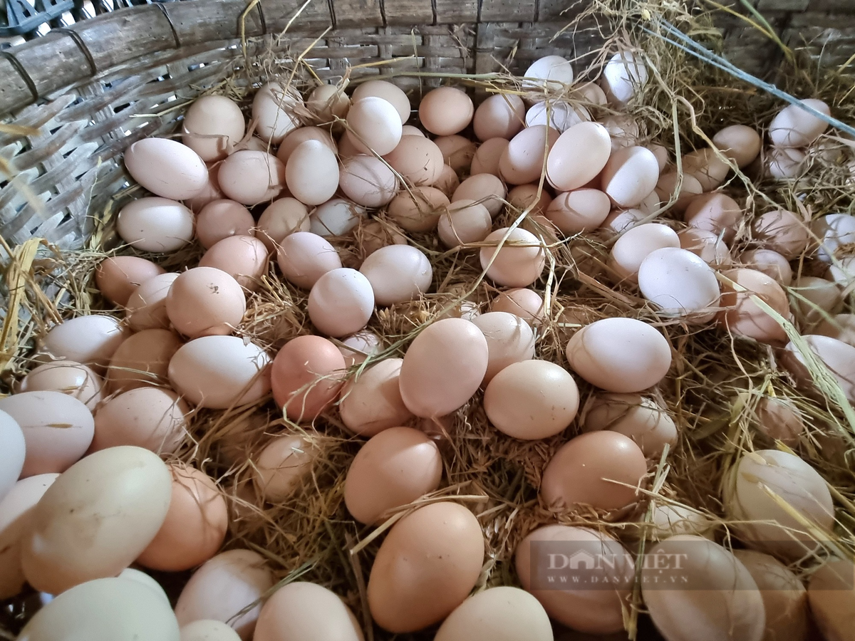 Nuoi loai ga de cha kip can, U50 o Ninh Binh lai gan 300 trieu/nam-Hinh-3