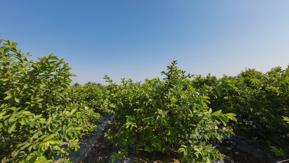 Oi le Dai Loan gion ngot, dan mot xa Hai Duong ban dat hang-Hinh-3