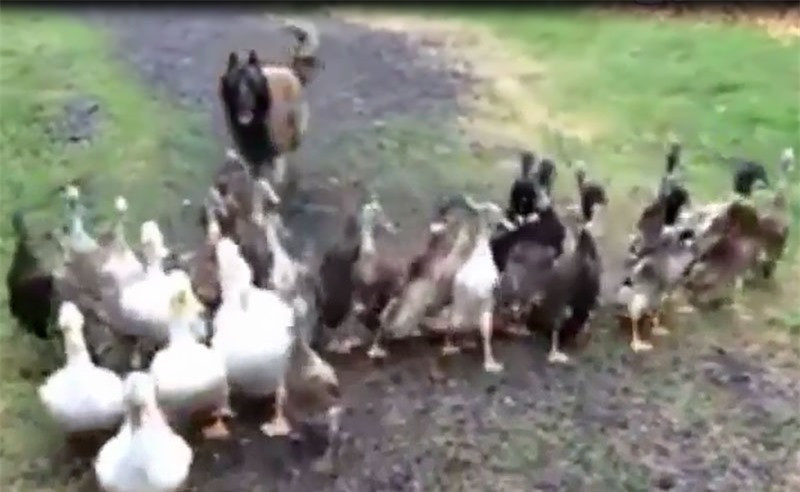 Video: Ngạc nhiên với cảnh chú chó đi...chăn vịt Video: Ngac nhien voi canh chu cho di...chan vit