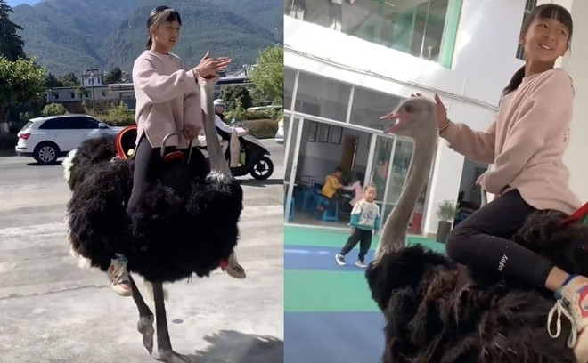 Cưỡi đà điểu đi học, cô bé khiến bạn bè "lác mắt" - Hình 2 Cuoi da dieu di hoc, co be khien ban be