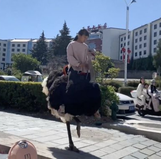 Cưỡi đà điểu đi học, cô bé khiến bạn bè "lác mắt" Cuoi da dieu di hoc, co be khien ban be