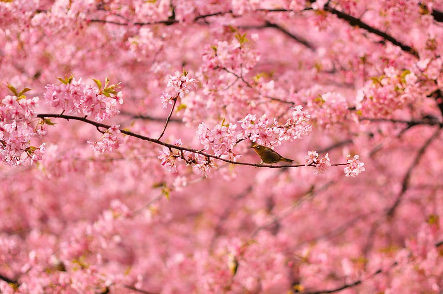 Tu thang 5, 4 con giap co cuoc song du da, sung suong-Hinh-3