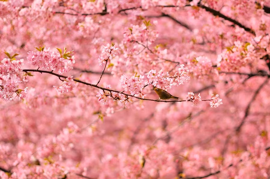 Tu thang 5, 4 con giap co cuoc song du da, sung suong-Hinh-3