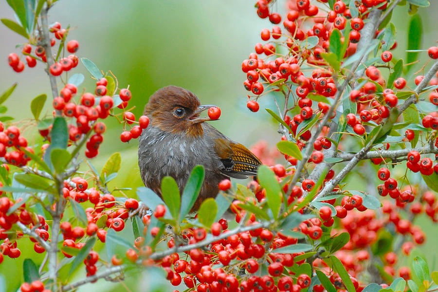 Tu thang 5, 4 con giap co cuoc song du da, sung suong-Hinh-2