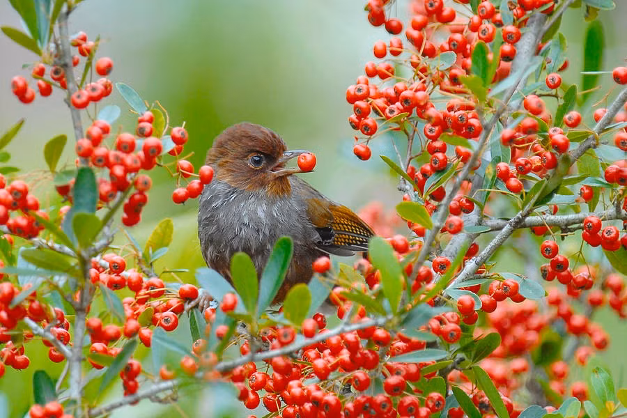 Tu thang 5, 4 con giap co cuoc song du da, sung suong-Hinh-2
