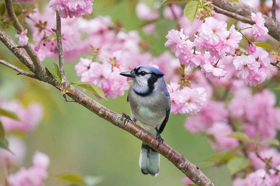 Tu thang 5, 4 con giap co cuoc song du da, sung suong-Hinh-4