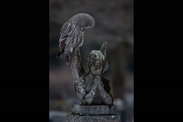 Tác phẩm "Một khoảnh khắc cầu nguyện" trong hạng mục "Những chú chim thành phố" do Arto Leppänen chụp.