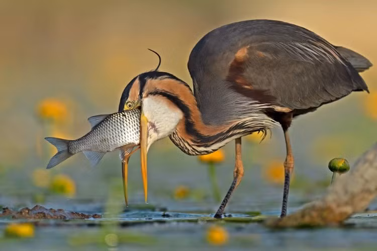 Ở hạng mục "Ảnh hài hước về loài chim", giải vàng thuộc về Antonio Agouti với tác phẩm "Không lối thoát".