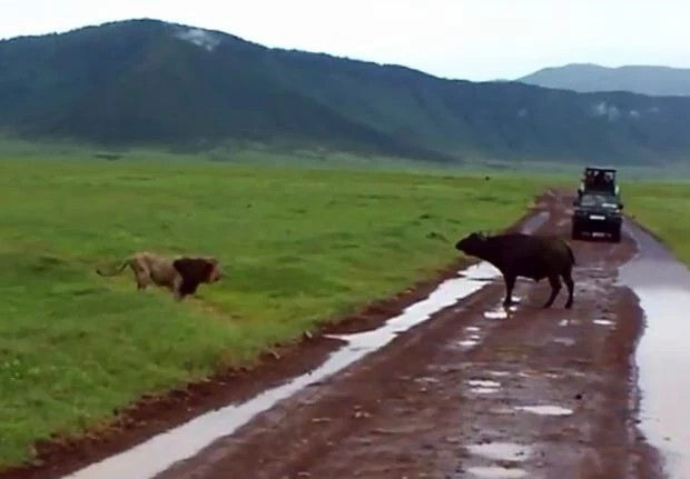 Video: Tu tin suc manh, su tu tan cong trau rung va ket dang