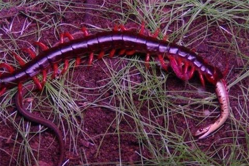 Video: Rết khổng lồ “xử đẹp” rắn trong chớp mắt Video: Ret khong lo “xu dep” ran trong chop mat