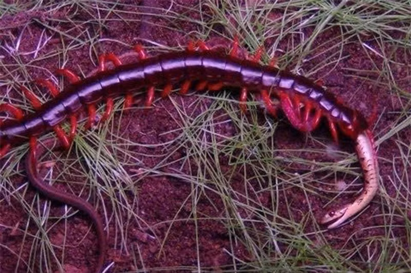 Video: Ret khong lo “xu dep” ran trong chop mat