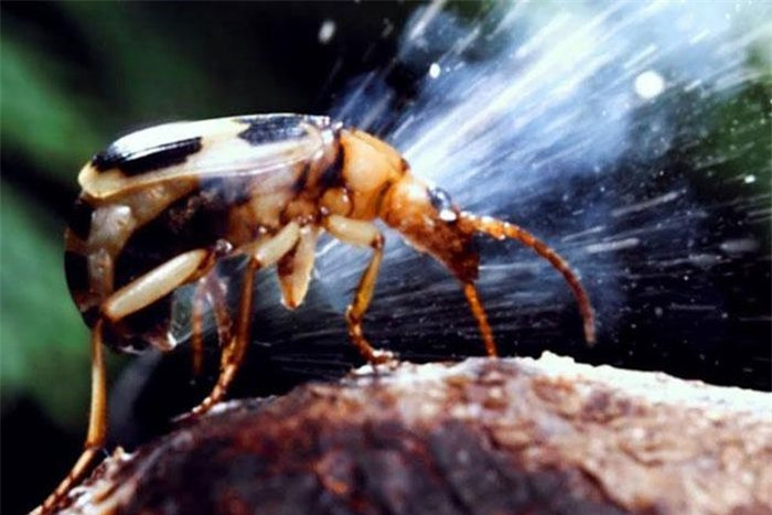 Top 10 loai dong vat khuu giac dang so nhat the gioi-Hinh-7