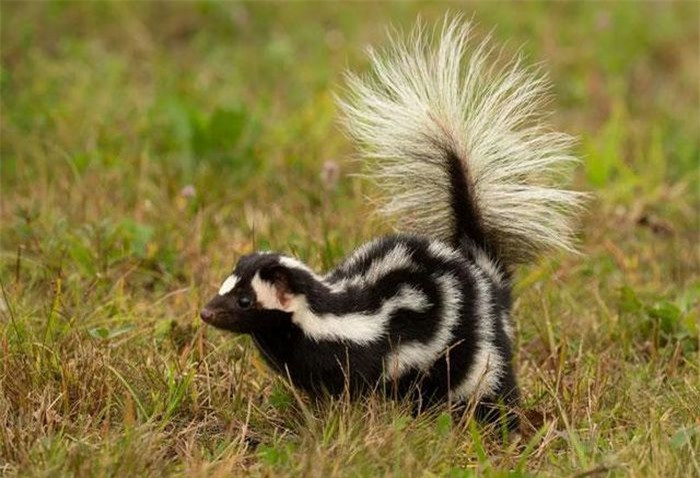 Top 10 loai dong vat khuu giac dang so nhat the gioi-Hinh-6