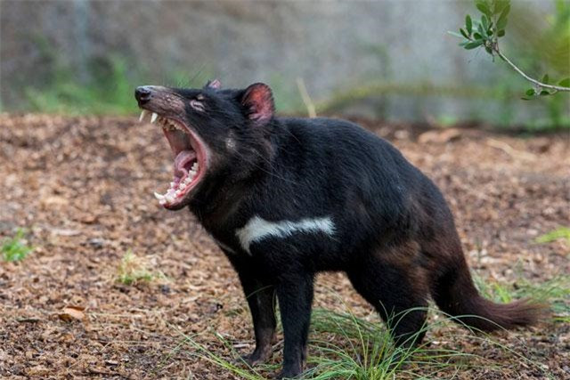 Top 10 loai dong vat khuu giac dang so nhat the gioi-Hinh-3