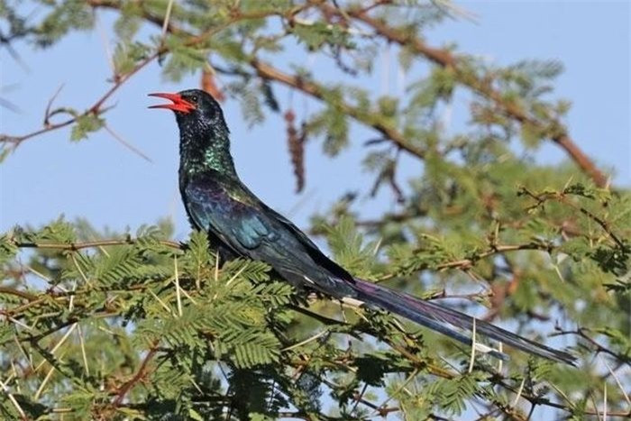 Top 10 loai dong vat khuu giac dang so nhat the gioi-Hinh-2