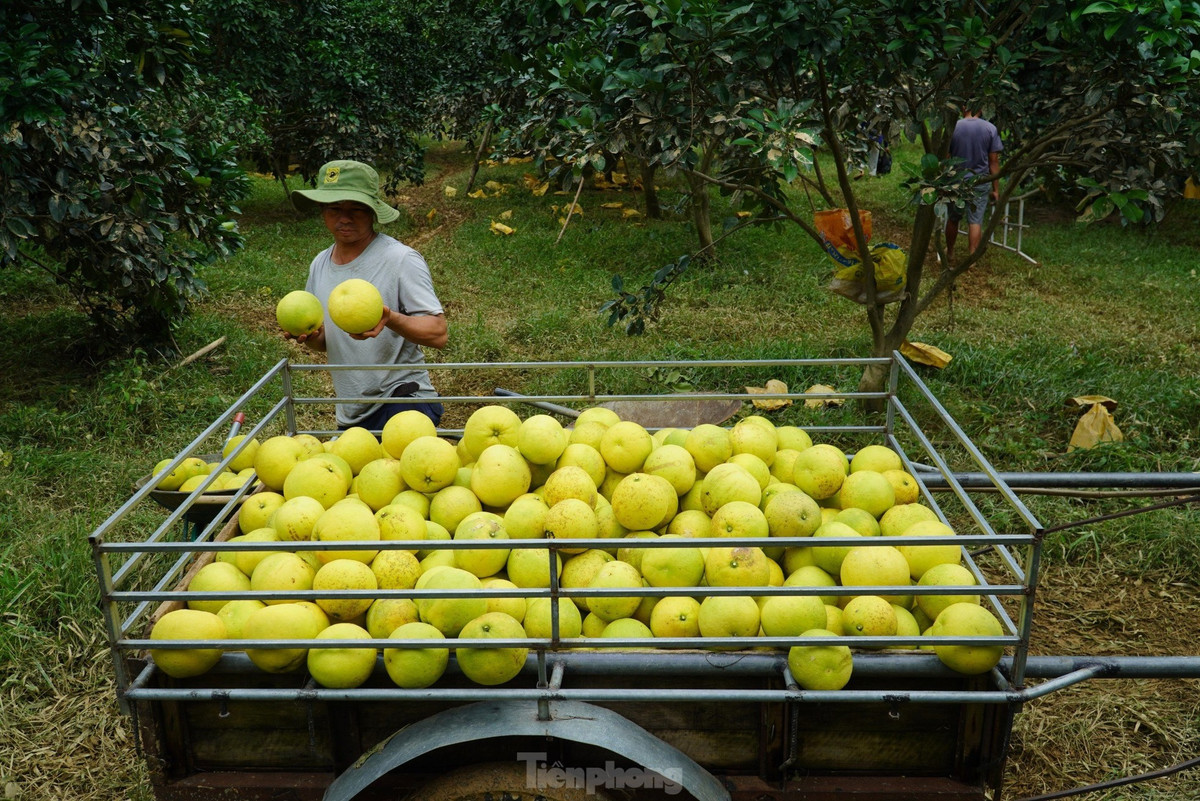 Mưa ngớt, nước sông rút, nhiều gia đình trồng bưởi tại xã Hương Trạch ra các khu vực trồng bưởi để thu hoạch. Vì bưởi khi đã bị ngâm nước lũ, nếu không kịp thời thu hoạch sẽ rụng quả và thối.