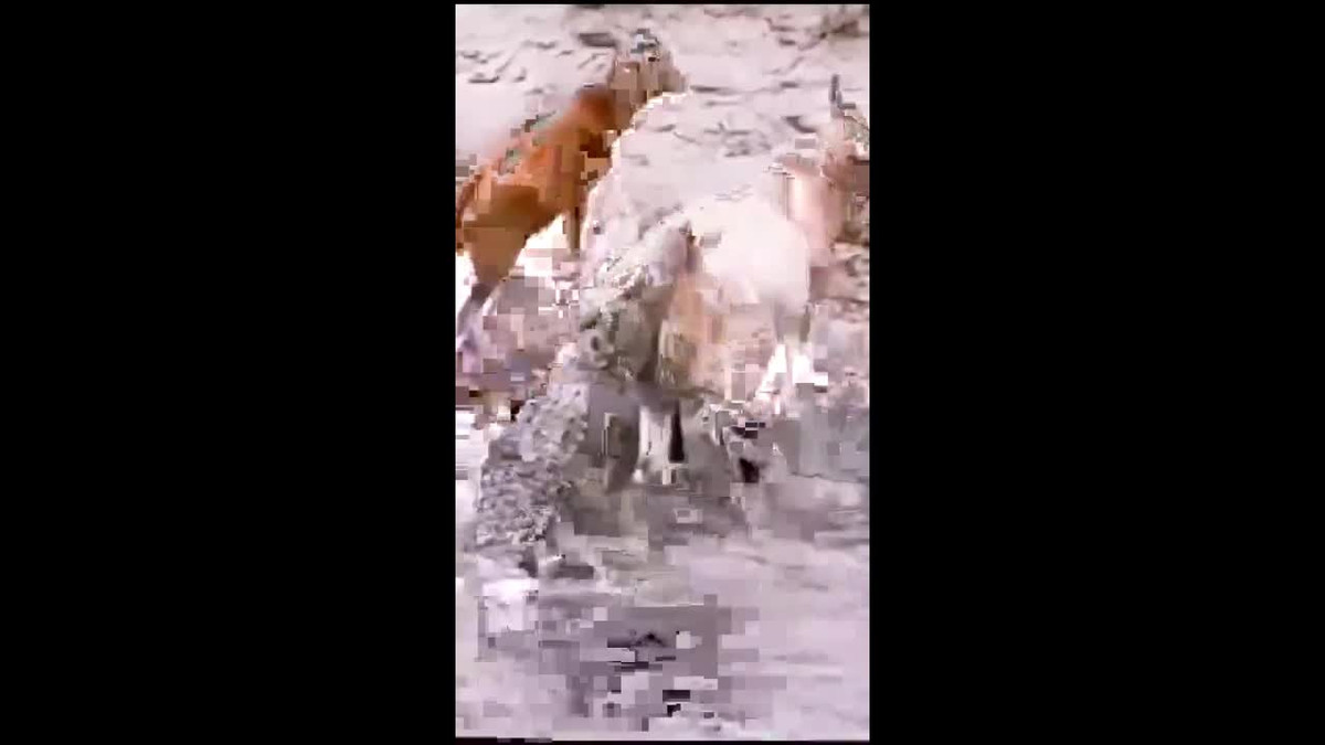 Video: Bo keo ca sau len bo, thoat chet than ky