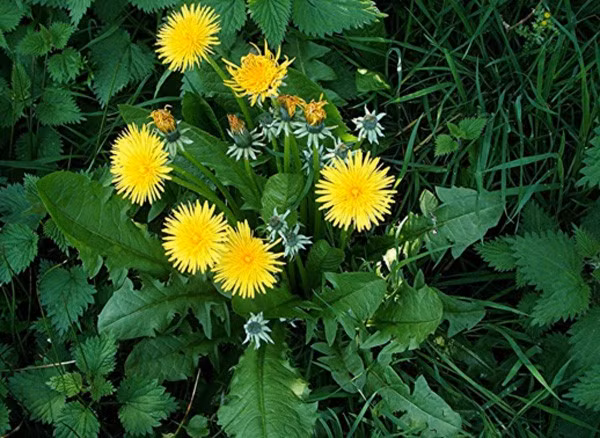 Loai rau dai moc day bo ruong lai la 