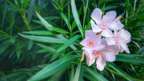 Loai cay co cho tien cung tuyet doi khong ruoc vao nha-Hinh-2