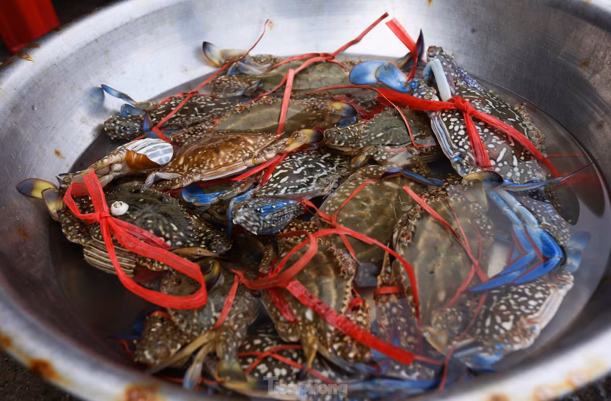 Lãnh đạo Ban Quản lý các Cảng cá Hà Tĩnh cho biết, tất cả các tàu thuyền vào tránh trú mưa bão đều đã xuất bến. Đội tàu đánh bắt ở vùng gần bờ (đi biển 1 - 2 ngày/chuyến) sau khi ra khơi đã mang hàng chục tấn ghẹ, cá, tôm, ốc vào bờ bán cho thương lái.