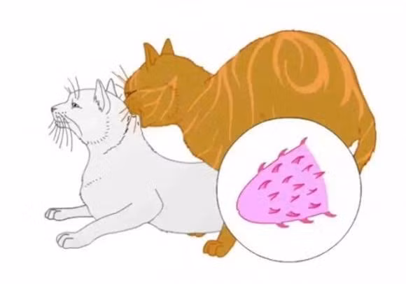 Dong vat duc co suc manh nhu the nao trong viec giao phoi?-Hinh-2