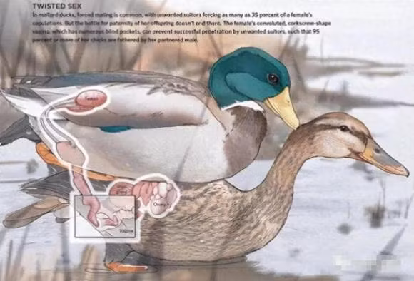 Dong vat duc co suc manh nhu the nao trong viec giao phoi?