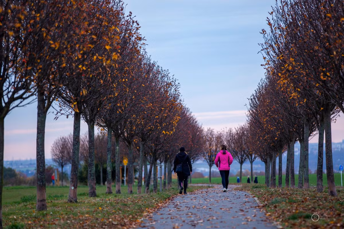  Hàng cây mọc thẳng tắp, điểm xuyết những chiếc lá vàng còn sót lại ở khu vực ngoại ô Praha, thuộc Dol ní Brezany.