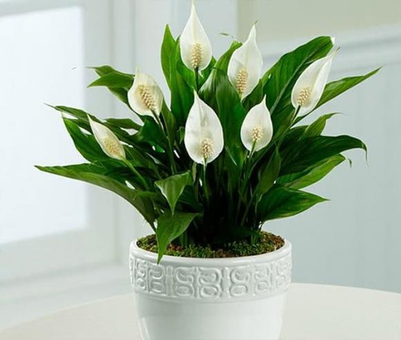 Nha co 4 loai hoa nay, khong phu quy at gap may