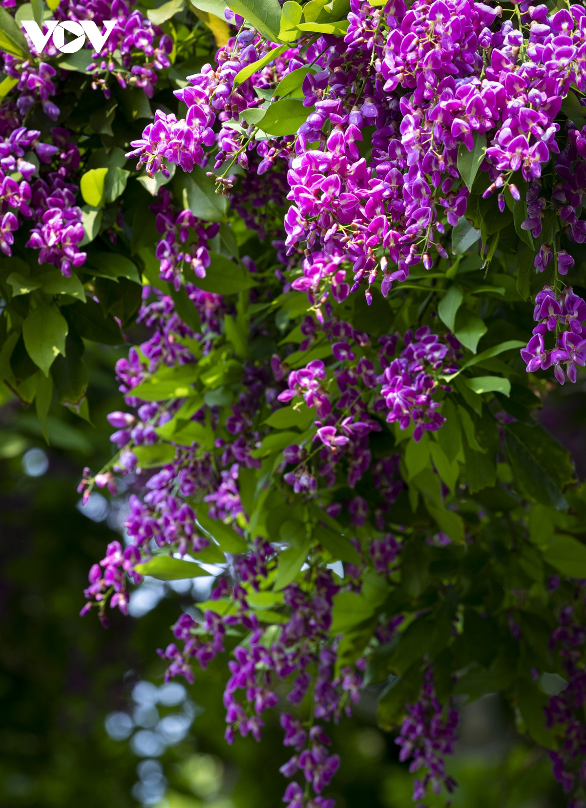 Những khoảnh khắc đẹp như tranh ở bán đảo Sơn Trà - Hình 11 Nhung khoanh khac dep nhu tranh o ban dao Son Tra-Hinh-11