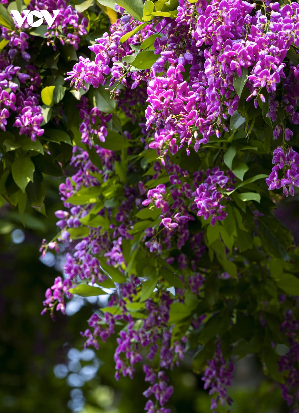 Nhung khoanh khac dep nhu tranh o ban dao Son Tra-Hinh-11