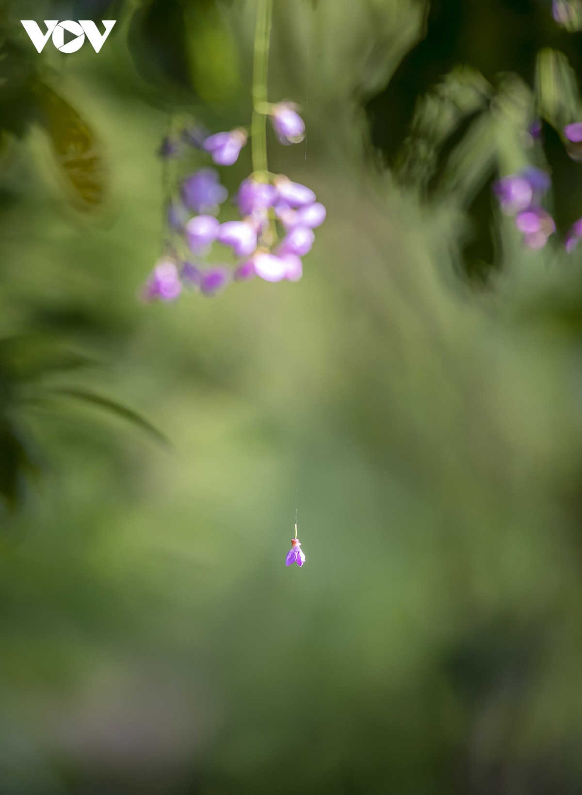 Những khoảnh khắc đẹp như tranh ở bán đảo Sơn Trà - Hình 18 Nhung khoanh khac dep nhu tranh o ban dao Son Tra-Hinh-18