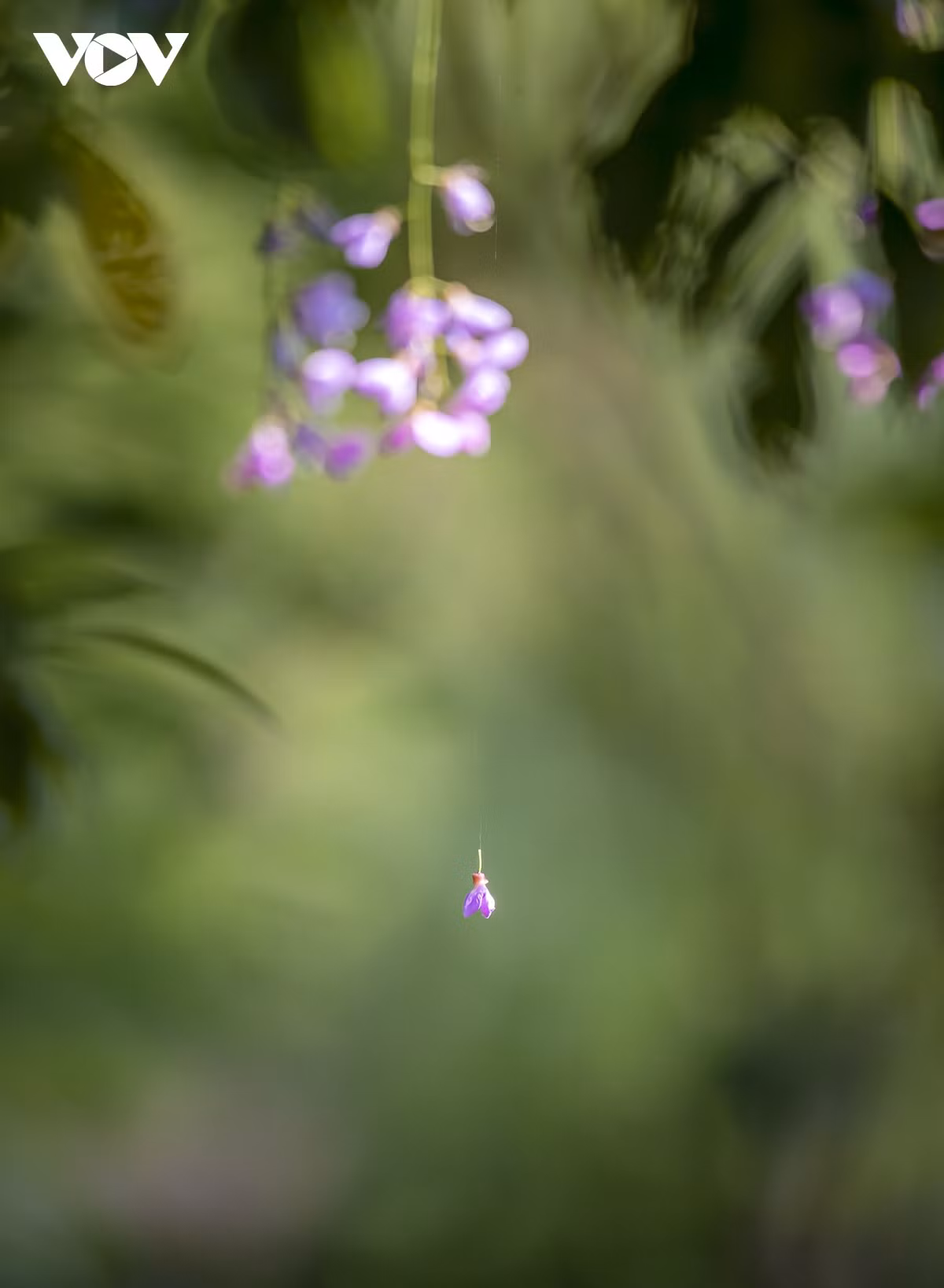 Nhung khoanh khac dep nhu tranh o ban dao Son Tra-Hinh-18