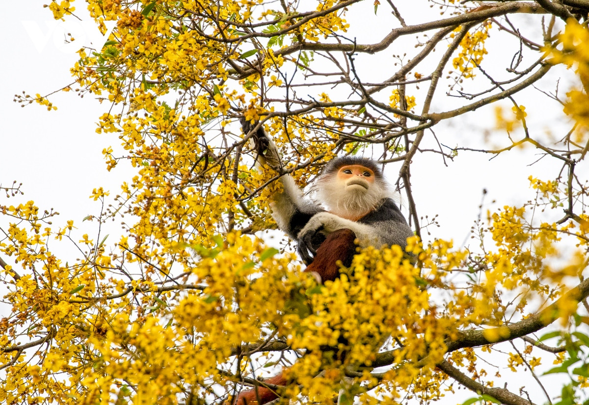 Những khoảnh khắc đẹp như tranh ở bán đảo Sơn Trà - Hình 6 Nhung khoanh khac dep nhu tranh o ban dao Son Tra-Hinh-6