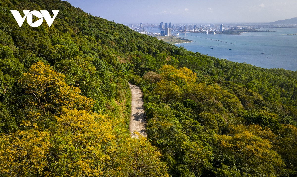 Nhung khoanh khac dep nhu tranh o ban dao Son Tra