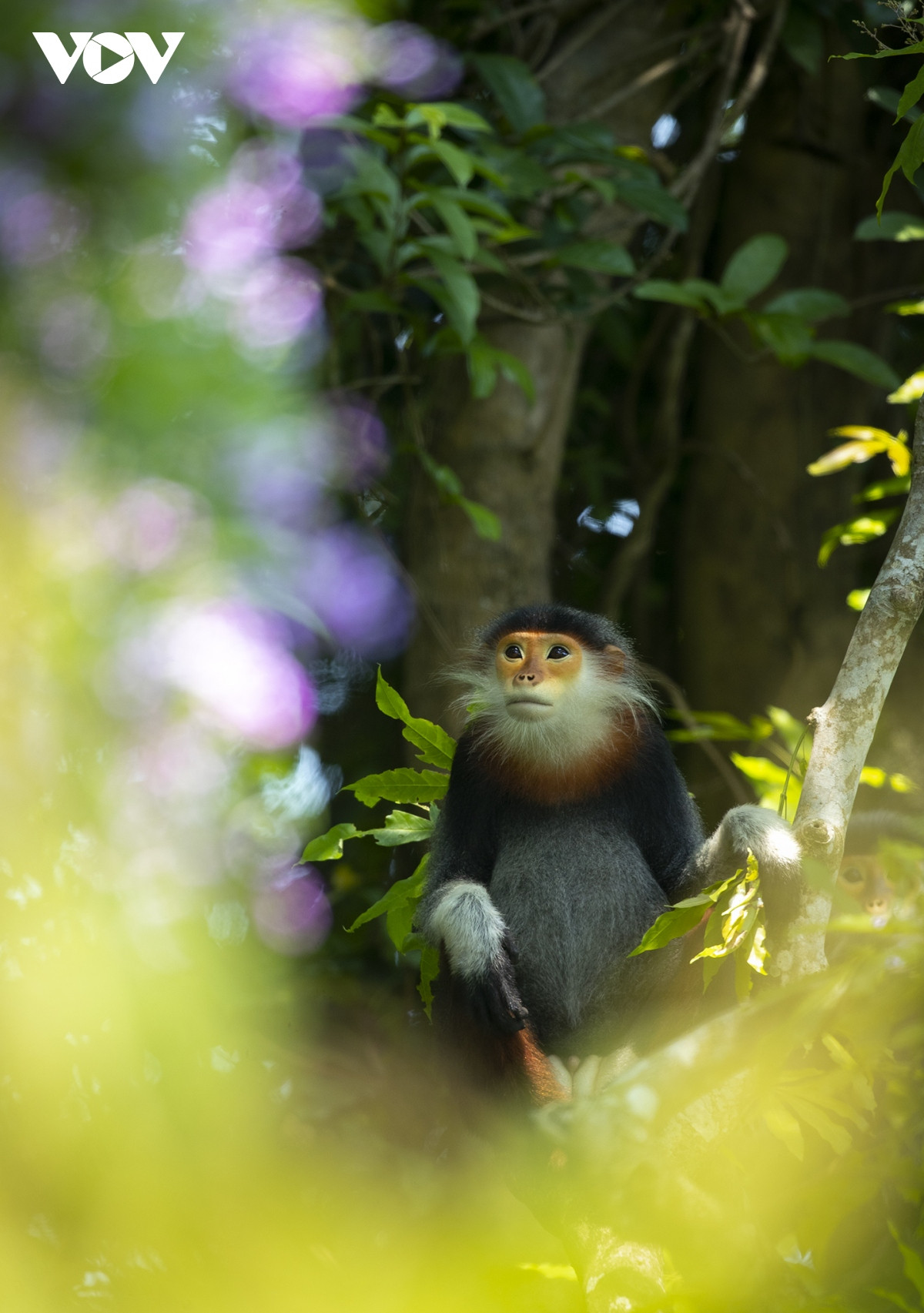 Những khoảnh khắc đẹp như tranh ở bán đảo Sơn Trà - Hình 19 Nhung khoanh khac dep nhu tranh o ban dao Son Tra-Hinh-19