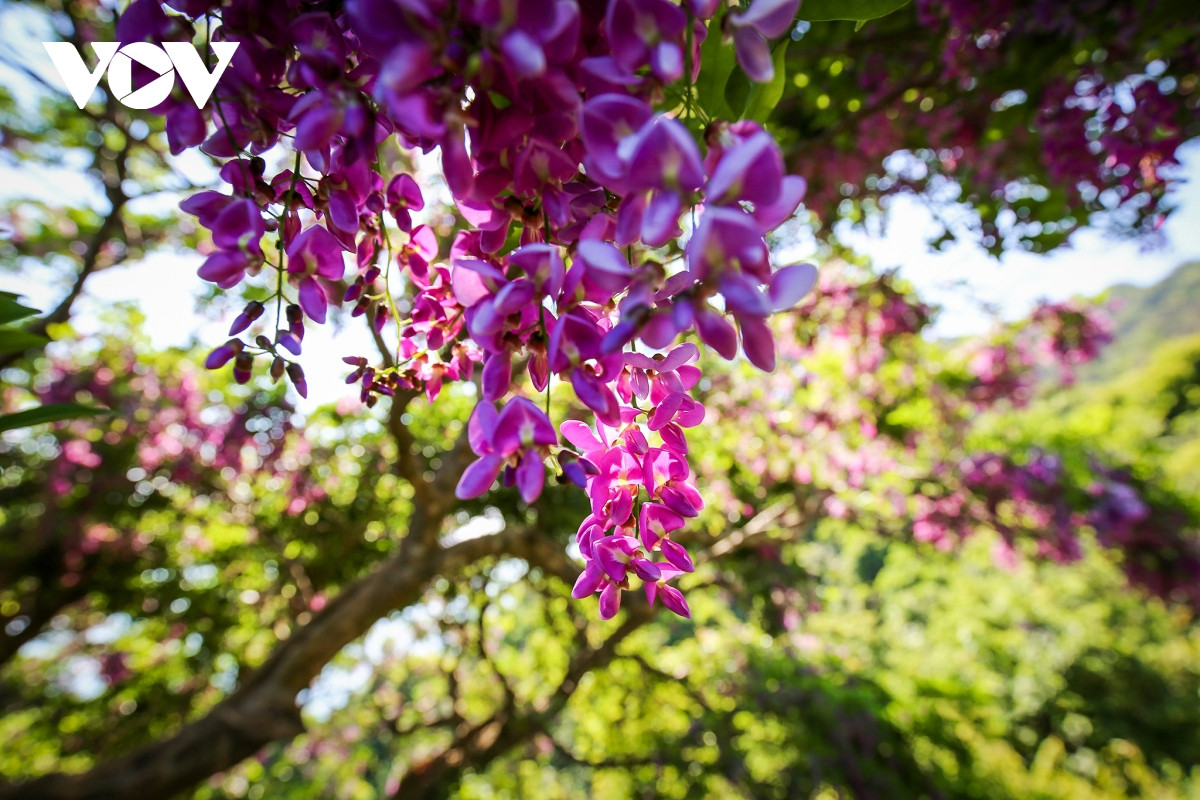 Những khoảnh khắc đẹp như tranh ở bán đảo Sơn Trà - Hình 14 Nhung khoanh khac dep nhu tranh o ban dao Son Tra-Hinh-14