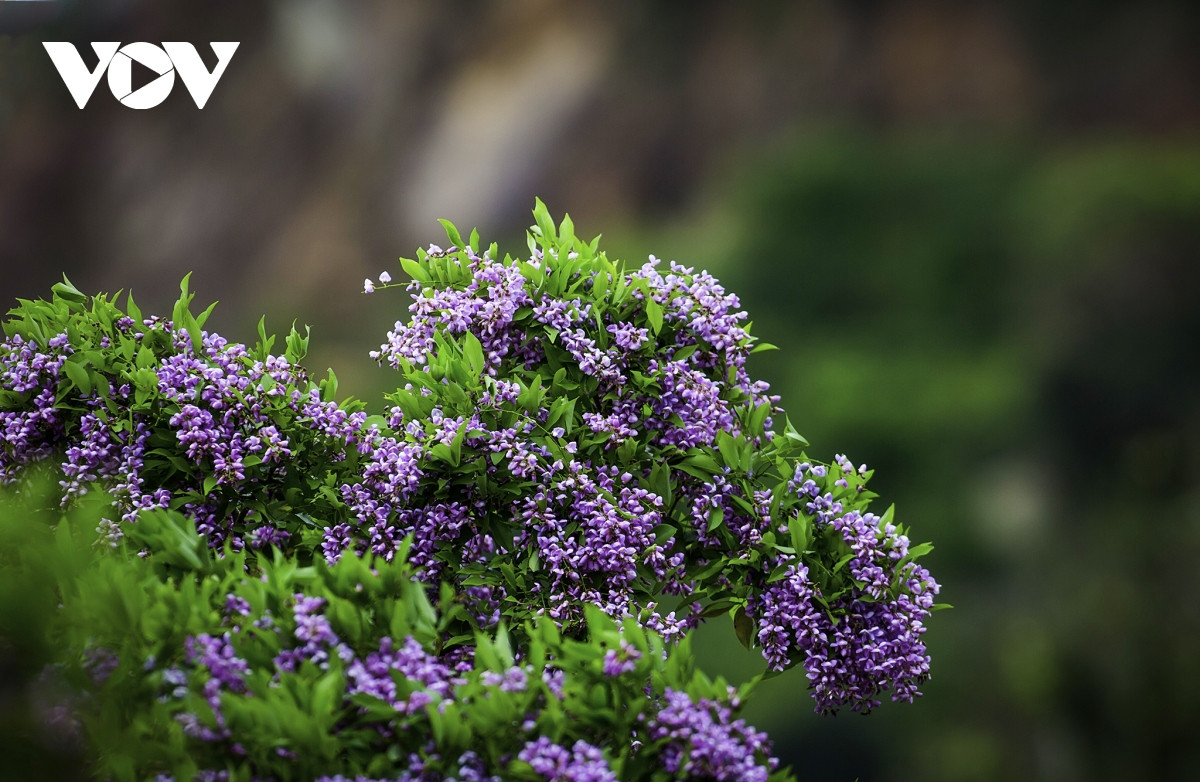 Những khoảnh khắc đẹp như tranh ở bán đảo Sơn Trà - Hình 10 Nhung khoanh khac dep nhu tranh o ban dao Son Tra-Hinh-10