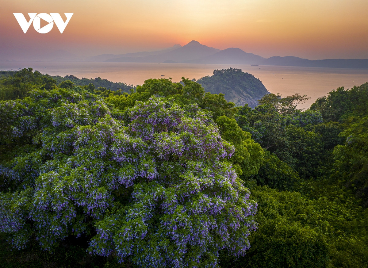 Những khoảnh khắc đẹp như tranh ở bán đảo Sơn Trà - Hình 21 Nhung khoanh khac dep nhu tranh o ban dao Son Tra-Hinh-21