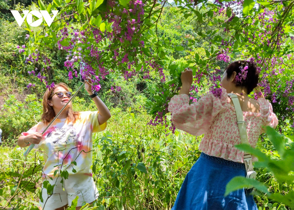 Những khoảnh khắc đẹp như tranh ở bán đảo Sơn Trà - Hình 17 Nhung khoanh khac dep nhu tranh o ban dao Son Tra-Hinh-17