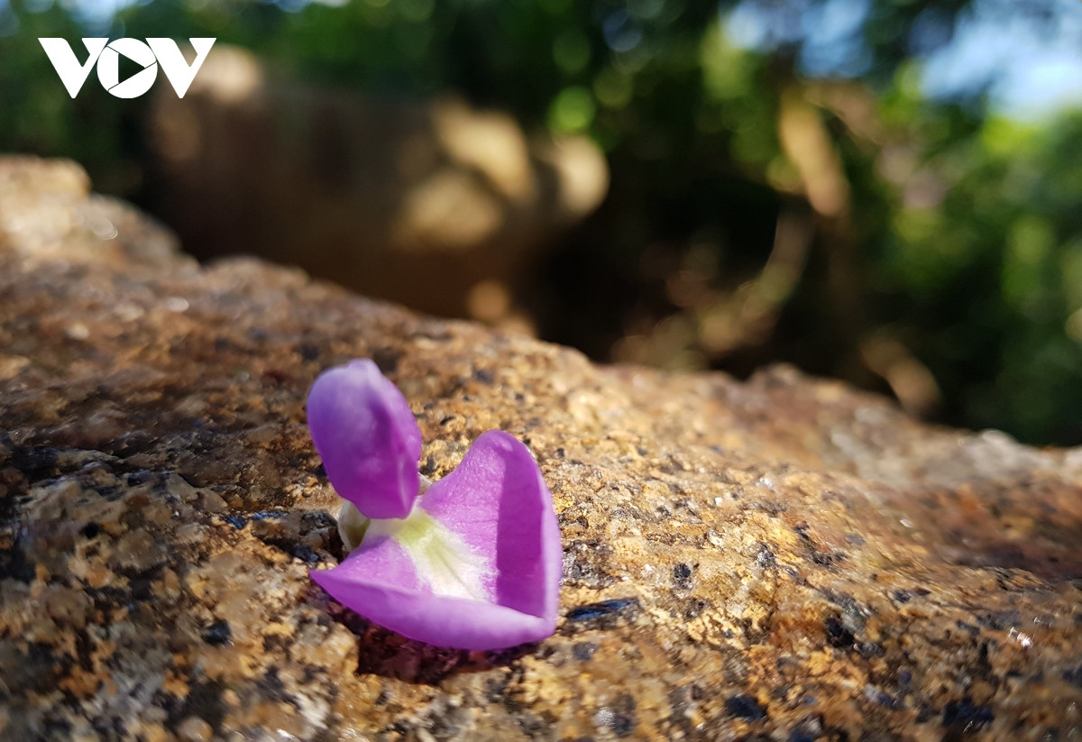 Những khoảnh khắc đẹp như tranh ở bán đảo Sơn Trà - Hình 12 Nhung khoanh khac dep nhu tranh o ban dao Son Tra-Hinh-12