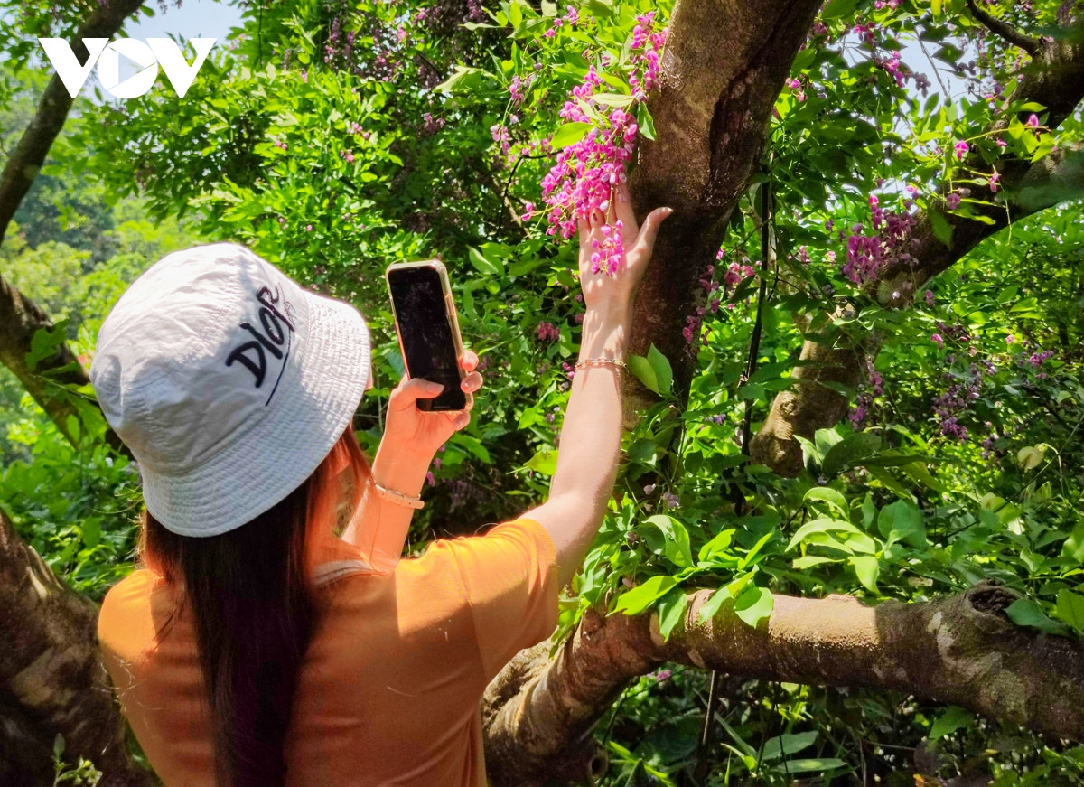 Những khoảnh khắc đẹp như tranh ở bán đảo Sơn Trà - Hình 16 Nhung khoanh khac dep nhu tranh o ban dao Son Tra-Hinh-16