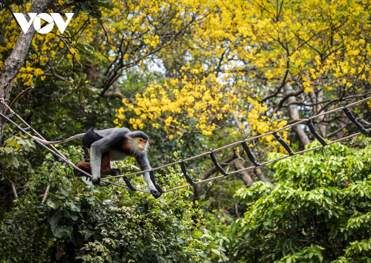 Những khoảnh khắc đẹp như tranh ở bán đảo Sơn Trà - Hình 4 Nhung khoanh khac dep nhu tranh o ban dao Son Tra-Hinh-4