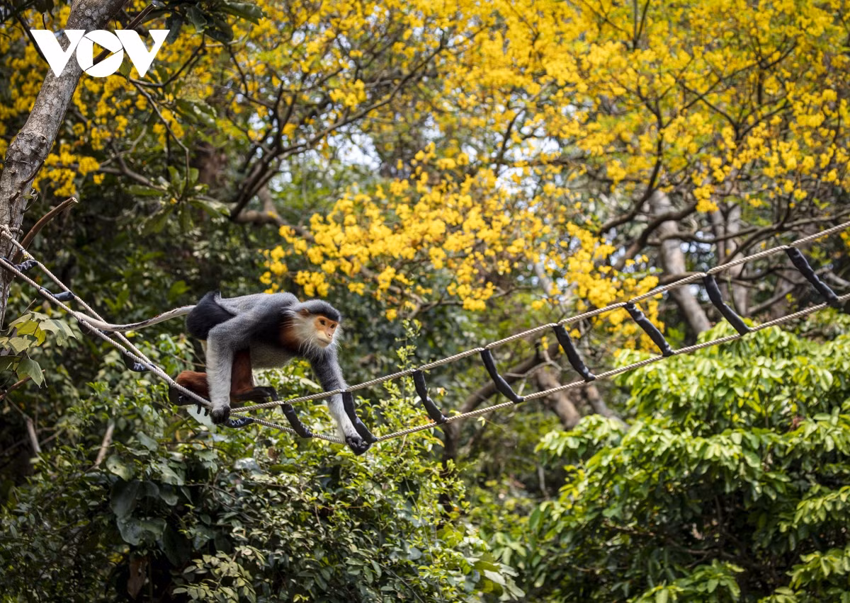 Nhung khoanh khac dep nhu tranh o ban dao Son Tra-Hinh-4